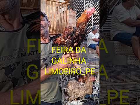FEIRA DA GALINHA em Limoeiro Pernambuco.#videoshorts #shortsviral #shortsfeed