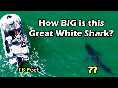 Large Great White Shark Next to Boat