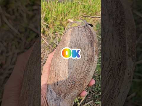 Narrow old coconut. This price $7 dollar | satisfaction  🤪
