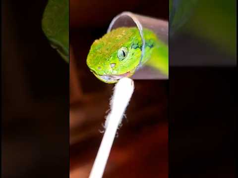 Fixing a Snakes Stuck Fang