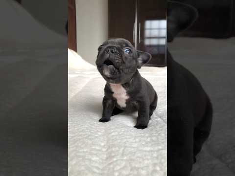 Cutest puppy ever. Love u Guta ?