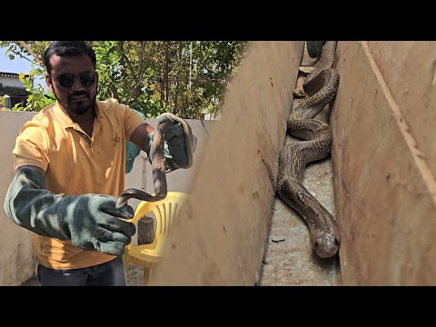 #Indian #spectacled cobra snake bite నాగసర్పం ఎలా కరిచిదో చూడండి,😱😱