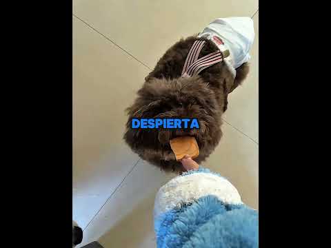 Esta chica alimenta a todos sus amigos animales todas las mañanas 🐰🐶 (@十三呀he) #shorts