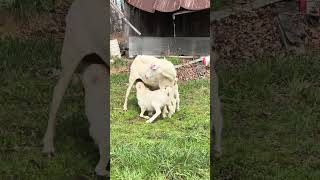 Mamas everywhere know exactly what we’re talking about. #drberryfarms #lambingseason #farmhumor