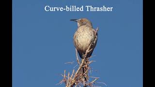 Singing Curve-billed Thrasher