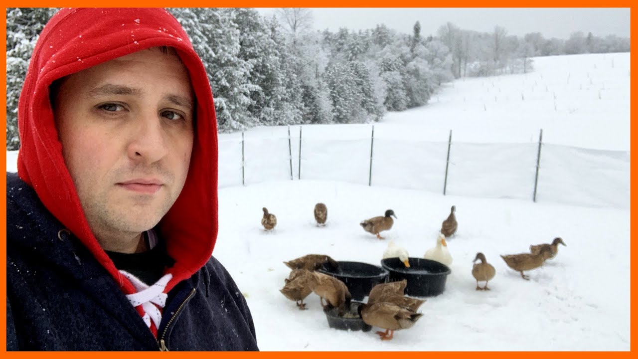 Off Grid Ducks in Winter