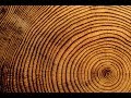 Forest Ecology and Tree Growth