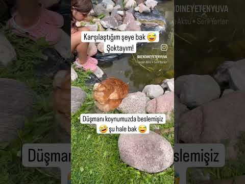 Şu Karşılaştığım Şeye Bak! Şok Oldum ? Biz balıkları kediler yer mi? diye korkarken ?