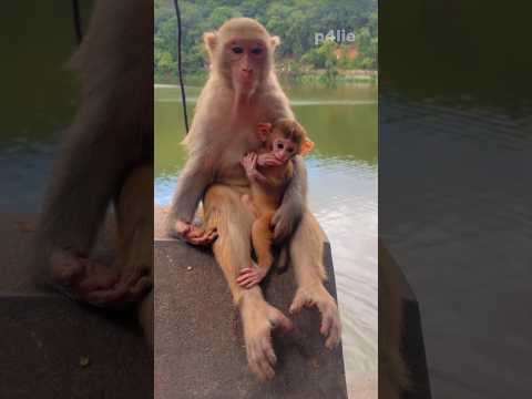 Cherished and Joyful Moments #monkey #monkeylife #monkeyvideo #pets