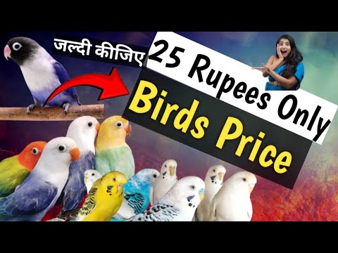 Bird Market prices in India | Budgies parrots LoveBirds