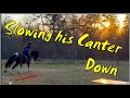 Horse Training Techniques and Safety