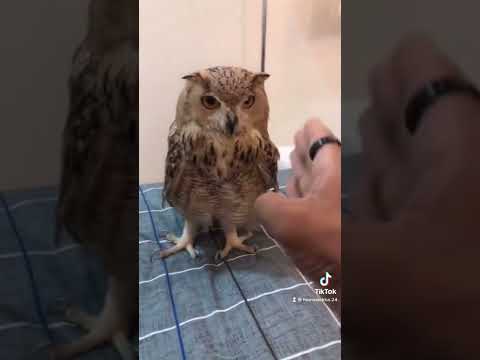 واخيراً , مزنه وزعفران تزوجوا ??? , شوفوا اللي حضروا زواجهم ?❤️ | owl bird marriage ?باركوا لهم