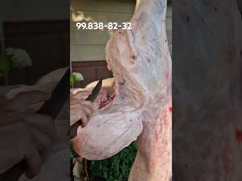 #gosht #sheep #arashan #animals #фотосессияlovestory #goatmeatrecipes #farming #goatrecipes #ehson