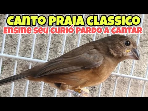 CURIO CANTO PRAIA ! PARA ENCARTE DE PARDOS E FILHOTES #curio #coleiro #birds