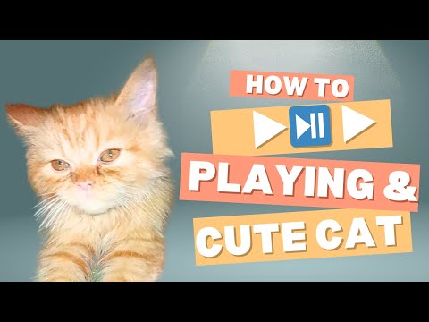 Ultimate Guide: How to Play with Your Cat | Cute & Fun Tips for Happy Kittens! 🐱