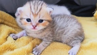 Three week old cute kittens of different colors