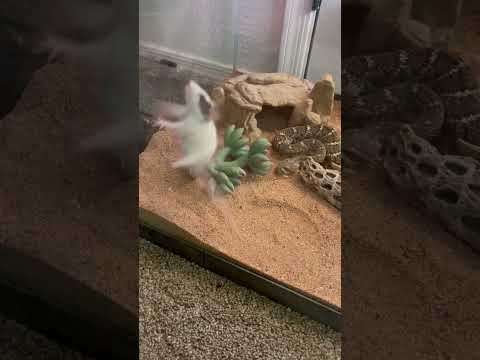 INSANE WESTERN DIAMONDBACK LIVE FEEDING! #reptiles #snake #wildlife #diamondback #venomous