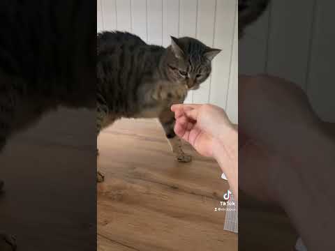 Katzenkuchen für ganze Familie 🐈