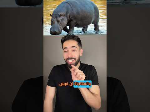 فرس النهر الوحش الحقيقي لقارة افريقيا 😳😱