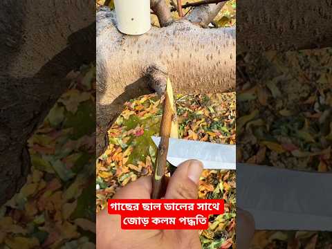 গাছের ছাল ডালের সাথে জোড় কলম পদ্ধতি #facts #gardening #shorts