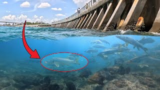 What Lives Under this Fishing Pier in Florida? | Fishing and Diving