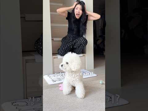 강아지 키울 때 제일 난감한 점 ㄷㄷ