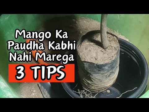 3 Tips: Mango Ka Paudha Nahi Marega #mangoplant