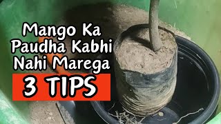3 Tips: Mango Ka Paudha Nahi Marega #mangoplant