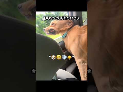 cachorros engraçados #shorts #memes
