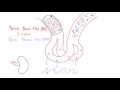 Renal Physiology Concepts