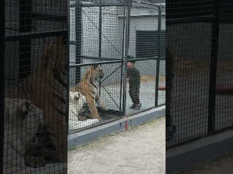 Little Kid Playing with Tiger | Nouman Hassan