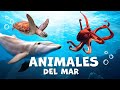 Marine Animal Characteristics and Habitats