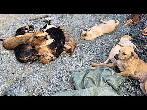 Dozens of dogs were piled on top of each other  There were both dead and dying dogs