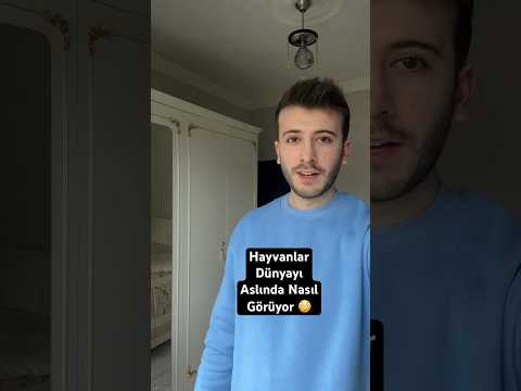 Hayvanlar dünyayı nasıl görüyor