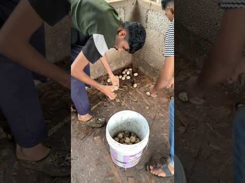 താറാവ് മുട്ട നഷ്ട്ടപ്പെടാതിരിക്കാൻ ഇങ്ങനെ ചെയ്താൽ മതി  #ducks #farming