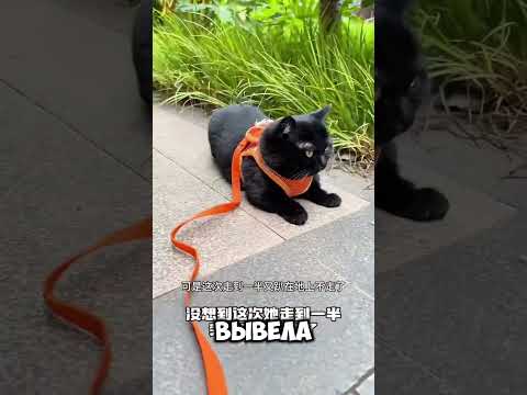 Самый счастливый чёрный кот в мире! 😱🍀   #short