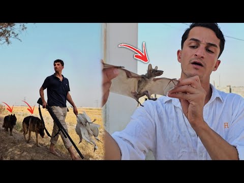 طلعت أول رحلة في بداية موسم الصيد !! هجوم الخنازير البرية #الخفاش 😦🔥