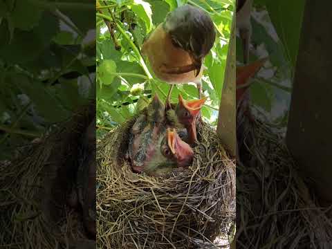 Mommy feeds her babies ?