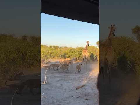 8 Lions Vs 1 Giraffe #tourism #wildlife #africansafari #africantourism #animals #safarilife