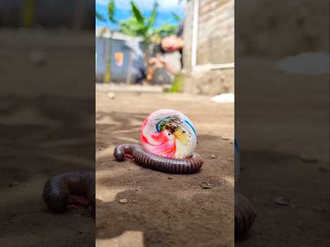 Quick response, The millipede rushed and crawled quickly when it saw a lollipop #millipede