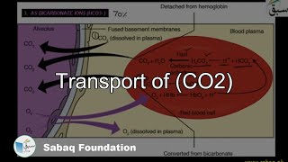 Transport of (CO2)