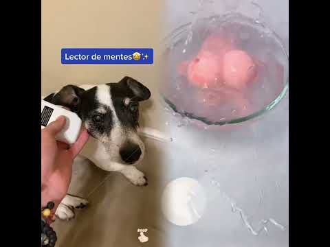 Mis mascotas no me quieren😂 #matispano #comedia #lectordementes #pensamiento