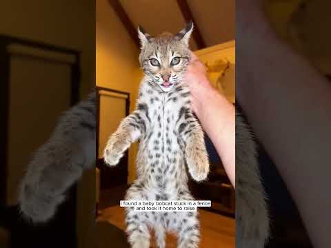 Rescue a baby bobcat #animalshorts #shortvideo #animalrescue