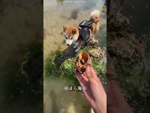 ワンワンちゃんと行く!本気の潮干狩り VLOG 🦀🌊#shorts #funny #pets #cooking #海鮮好き #煮る #漁民 #animals #海人