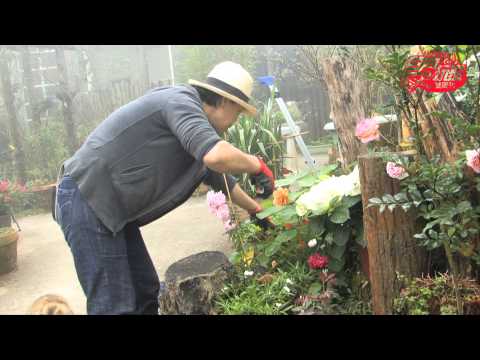 食尚玩家美景餐廳 紅薔薇