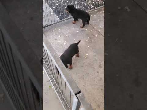 Rottweiler Puppies For Sale Near Me Craigslist 07 2021