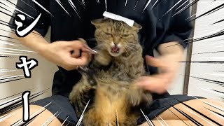 暴れまくる凶暴猫の爪を切ります...