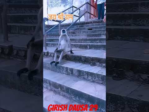 बंदर के साथ किया मज़ाक़ 🤣😂 #funny#funnyvideo #funnyshorts#funnyvideos#trendingshorts#tiktok#trending