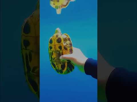 #turtle #animals #pets #tortoise #cute #funny #devonlarrattvslevansaginashvili #martialarts #memes