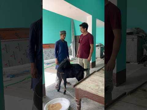 डब्लीकेट हफ़ीज़ जी आये बकरें की क़ुर्बानी करने 😂🤣 #shorts #funny #comedy #reels